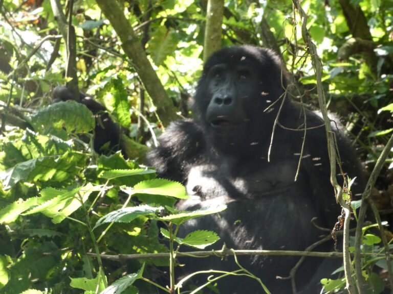 Uganda Gorilla Trekking Guide 2026 Best Time, Cost, and Itinerary