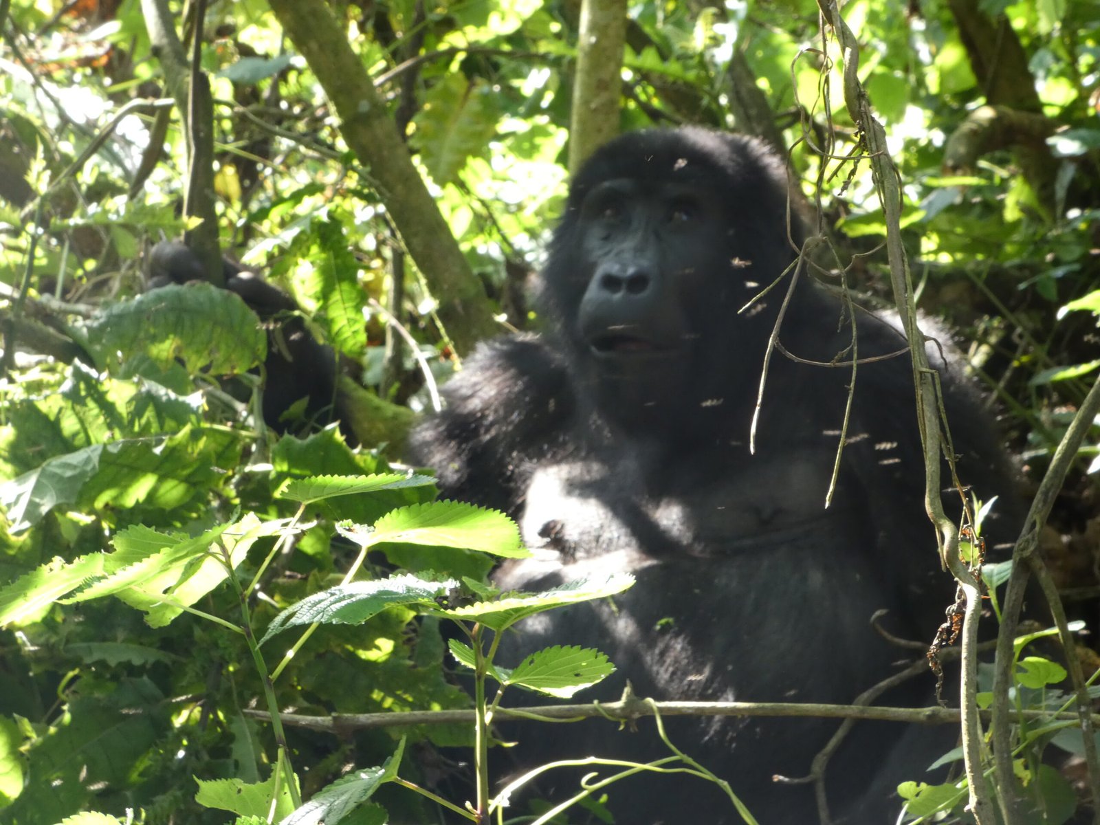 Uganda Gorilla Trekking Guide 2026 Best Time, Cost, and Itinerary
