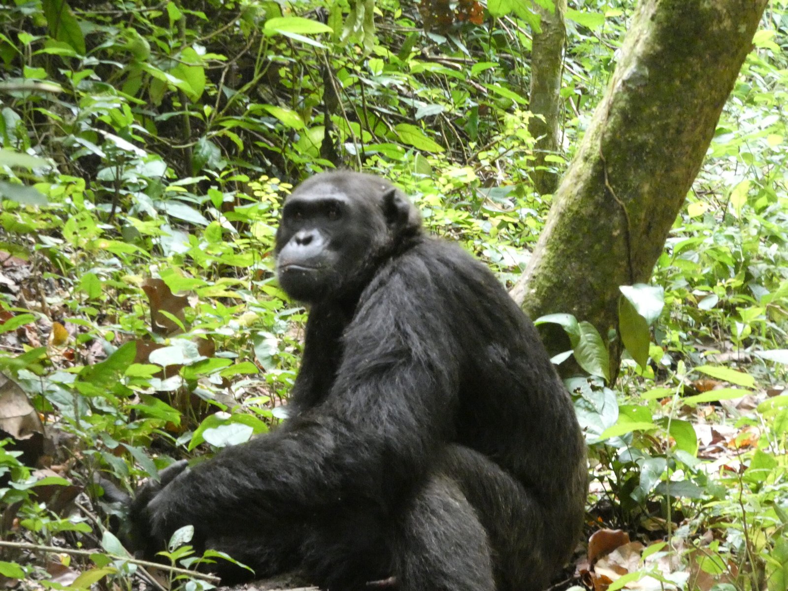 Hidden gems in Uganda safari