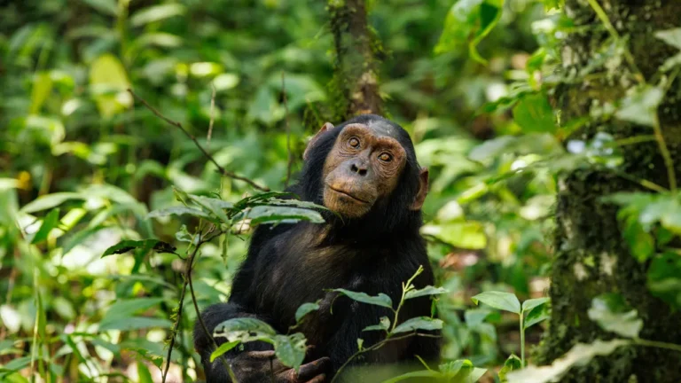 Bugoma Forest Chimpanzee Tracking Uganda Safari
