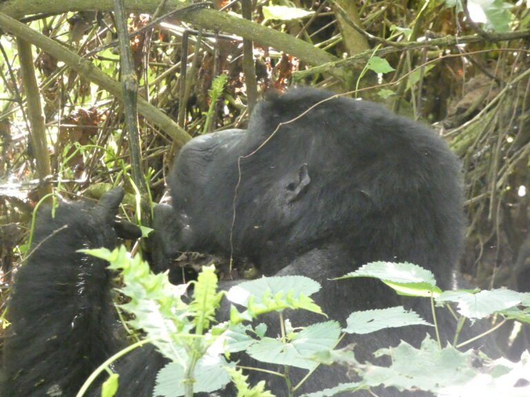 Rwanda vs Uganda safari experience