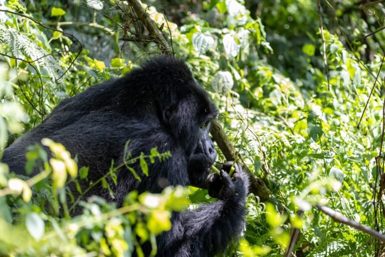 gorilla trekking Uganda experience