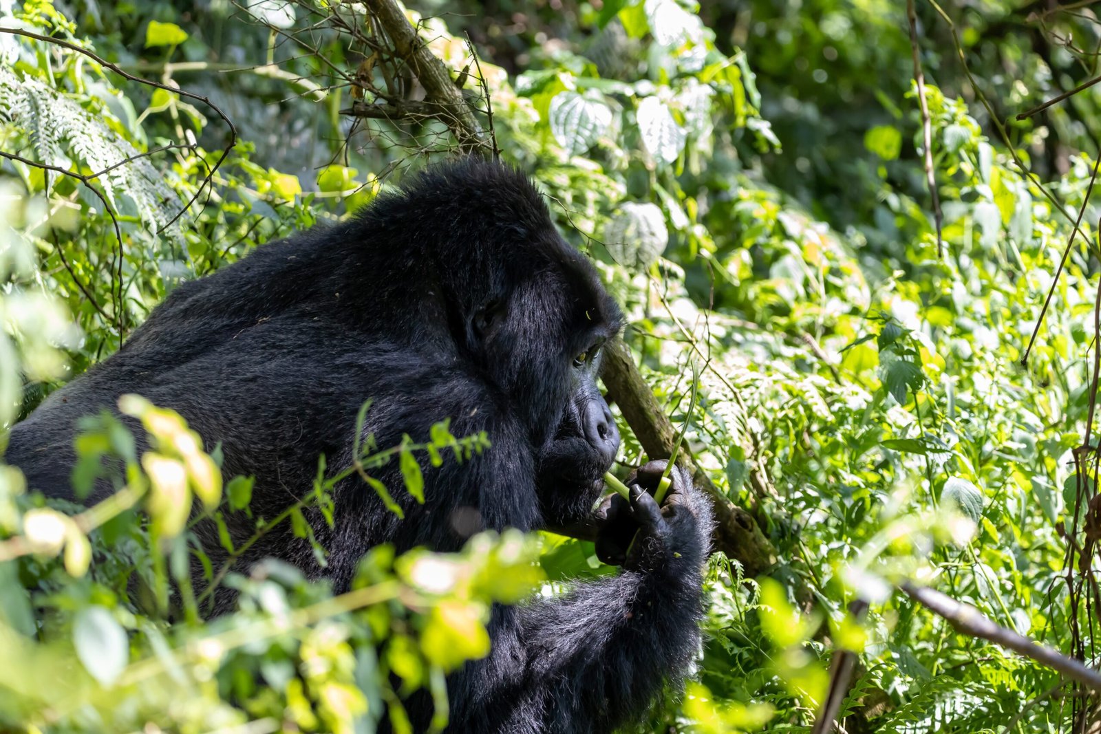 gorilla trekking Uganda experience