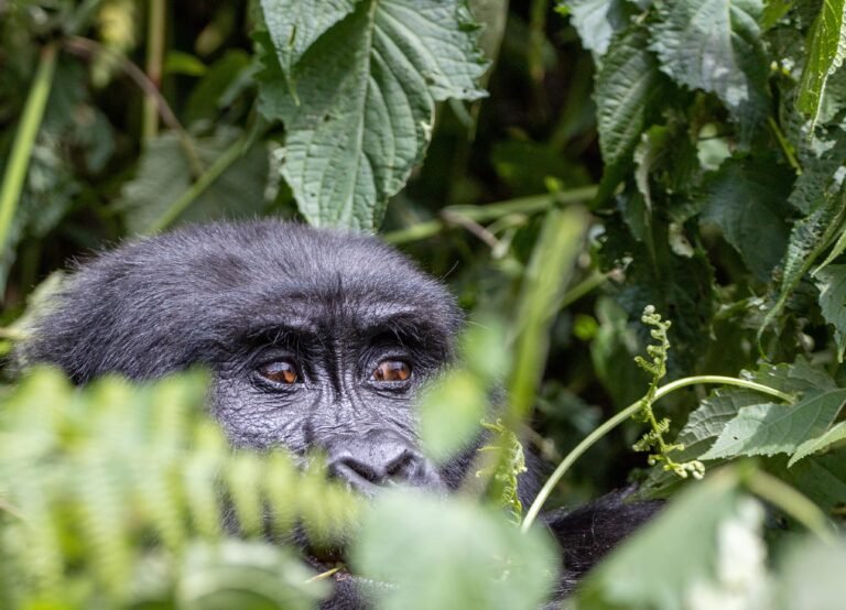 is gorilla trekking ethical Uganda