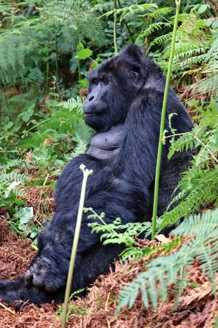 Best Time to Visit Rwanda and Uganda for Gorilla Trekking