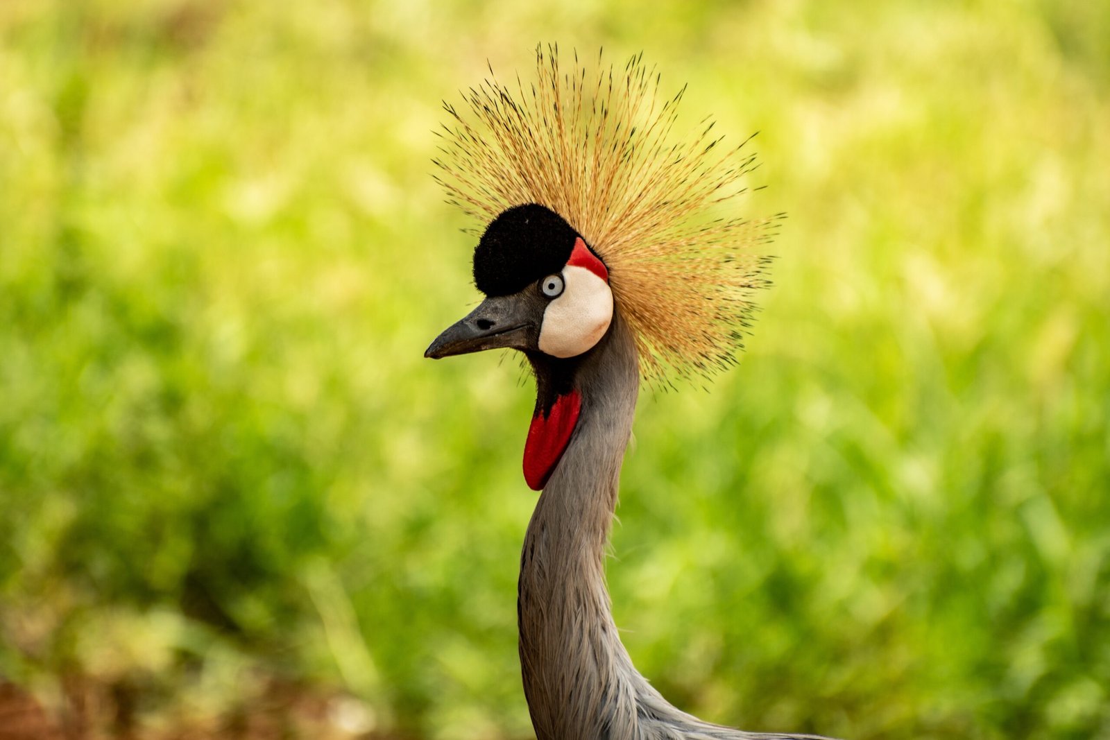 Luxury vs Budget Safaris Uganda Rwanda