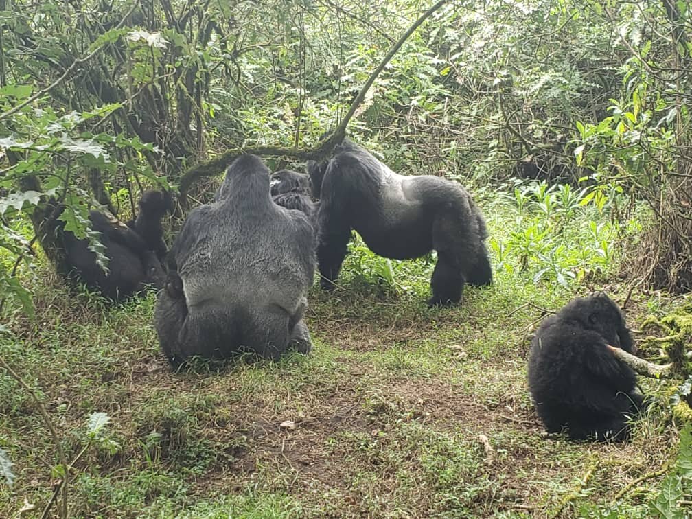 Mountain gorilla trekking experience in Mgahinga Uganda