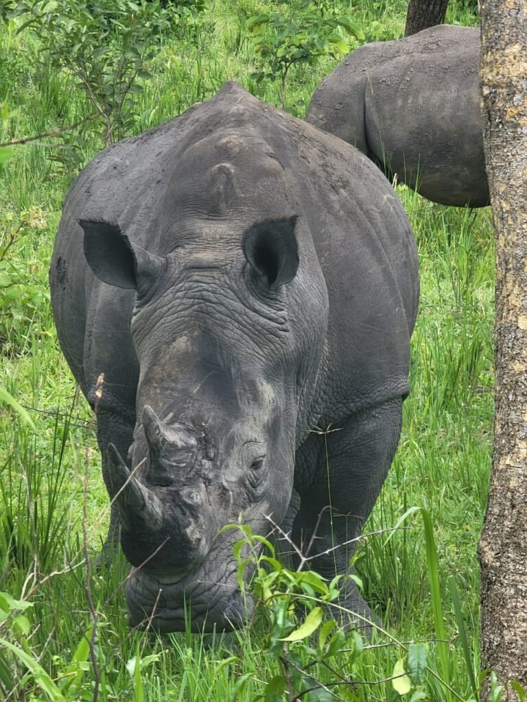 Ziwa Rhino Sanctuary