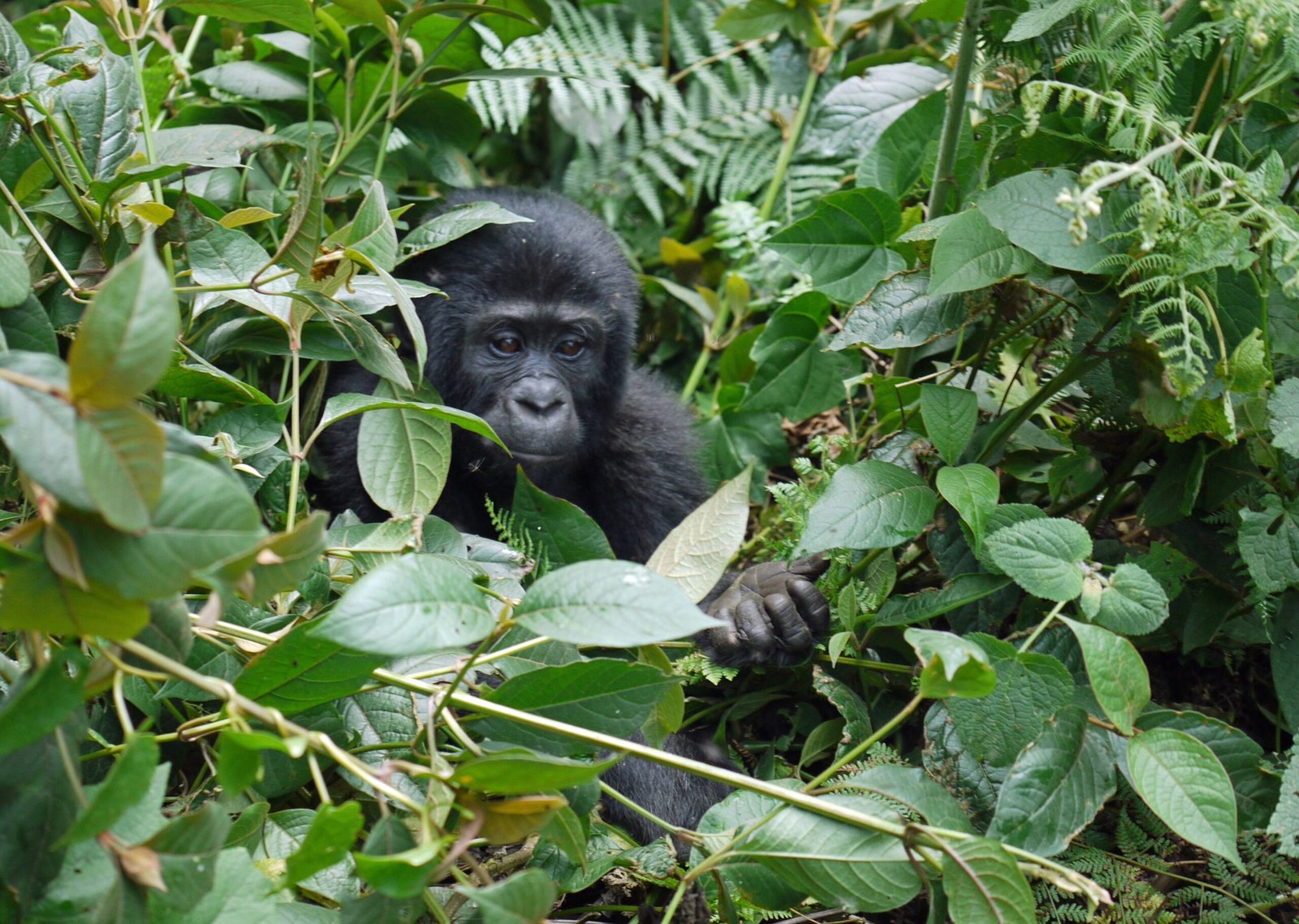 luxury gorilla safari Rwanda Uganda