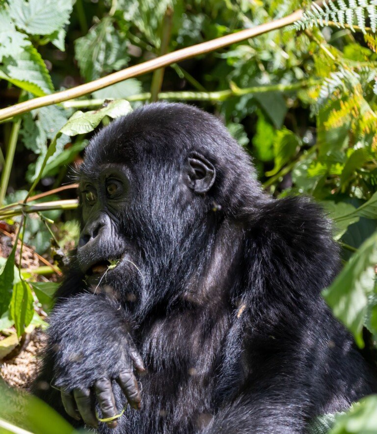 what gorilla trekking feels like