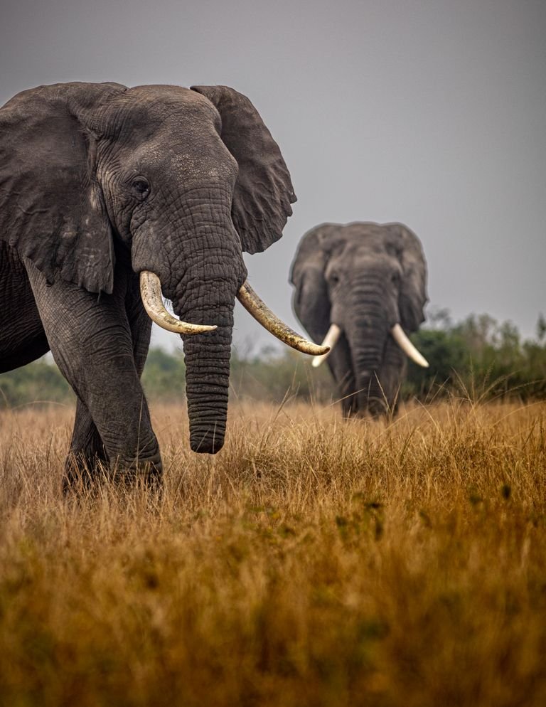 5 Days Best of Uganda Safari from Kigali