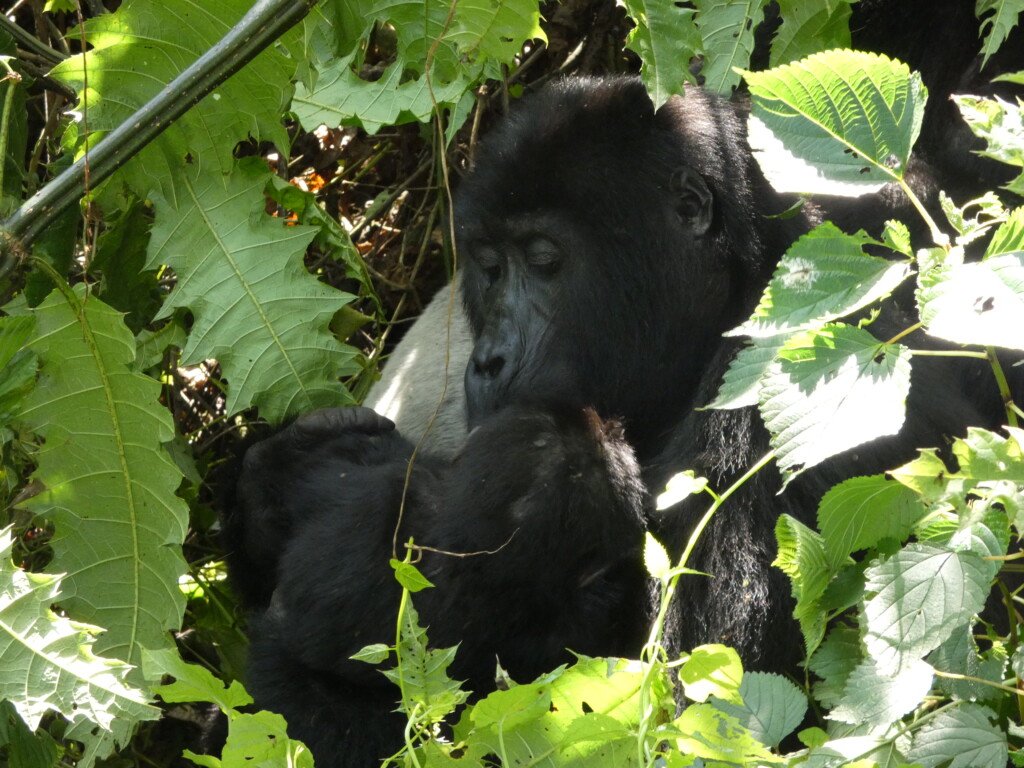 Bwindi Gorilla Trekking Permit