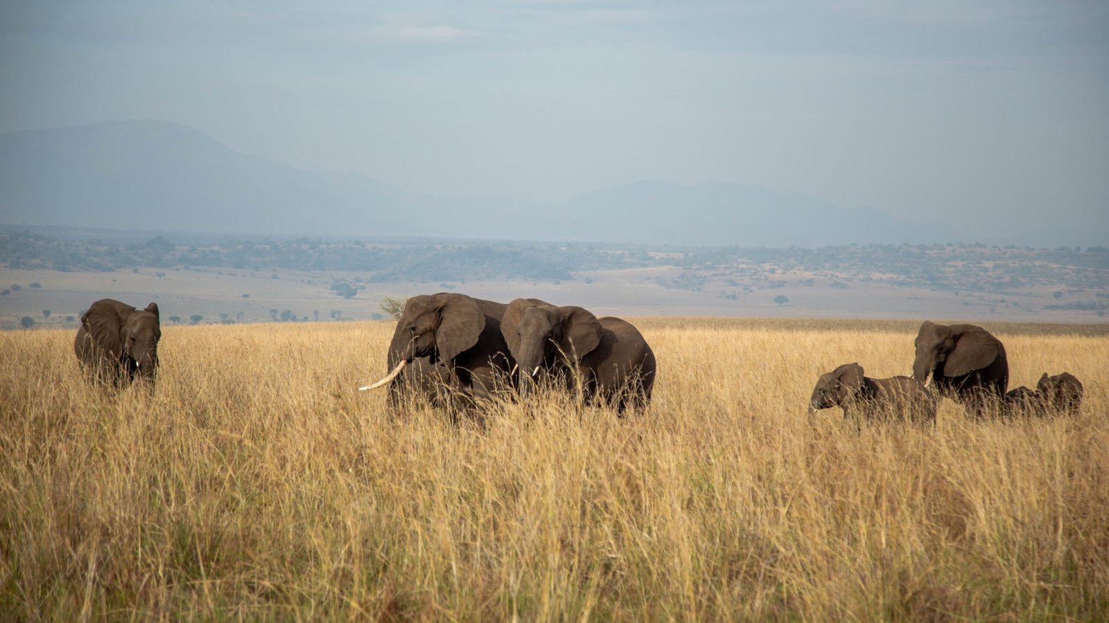 Kidepo Valley safari Uganda