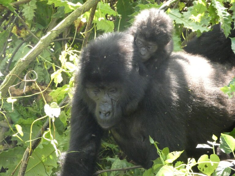Uganda Gorilla Trekking Cost Breakdown