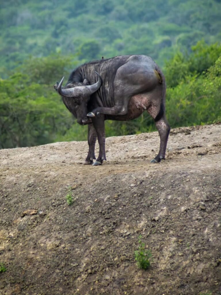 Cape buffalo herd in grassland Africa