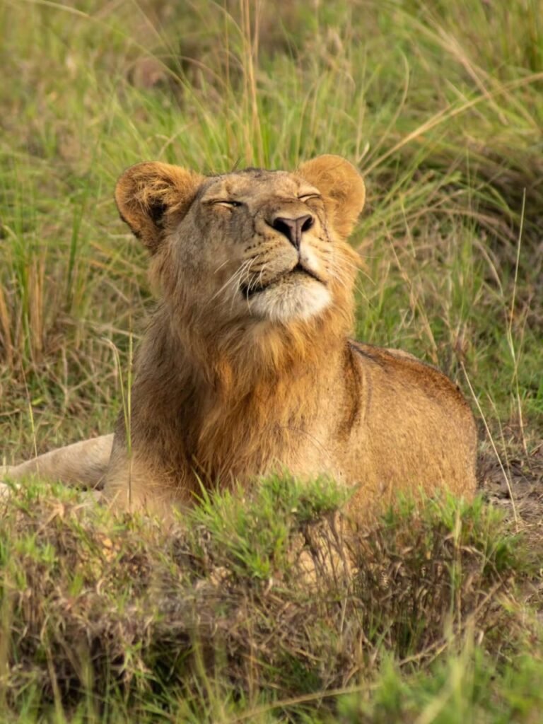 The Big Five of Africa lion in savannah