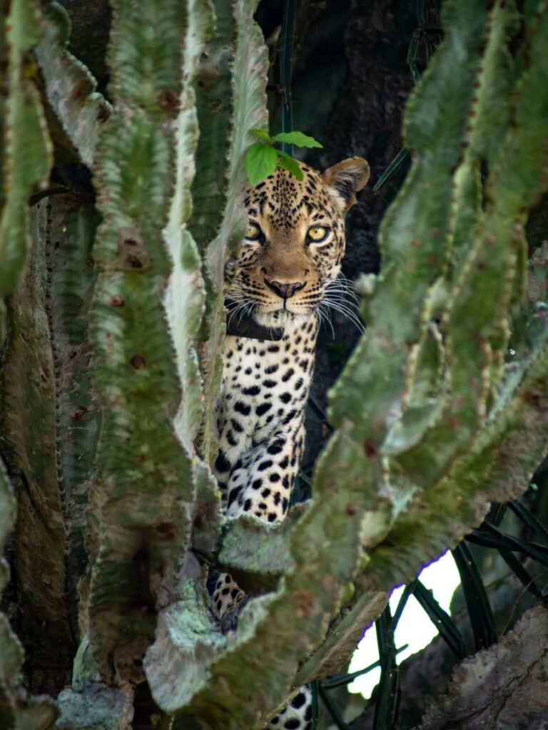 Leopard resting tree Africa safari