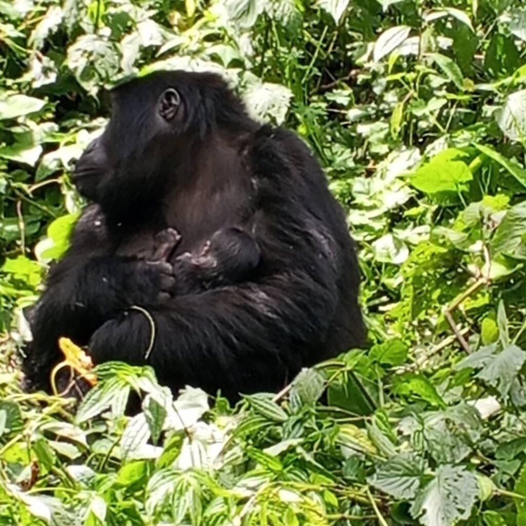 3-Day Bwindi Trek Itinerary: Gorilla Trekking and Community Experiences