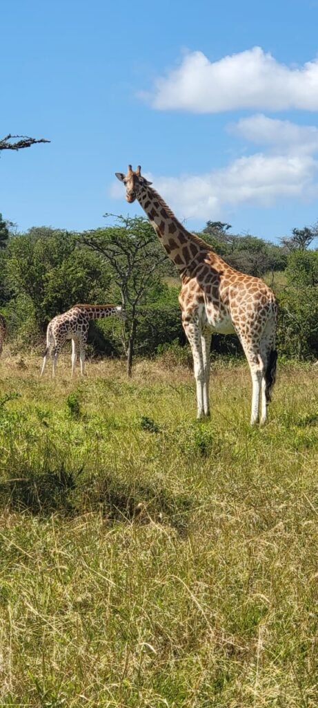 Uganda safari dry season advantages