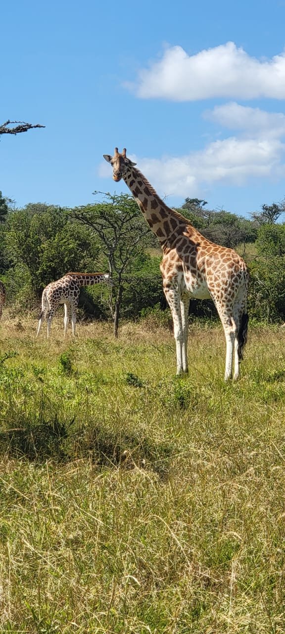 Uganda safari dry season advantages