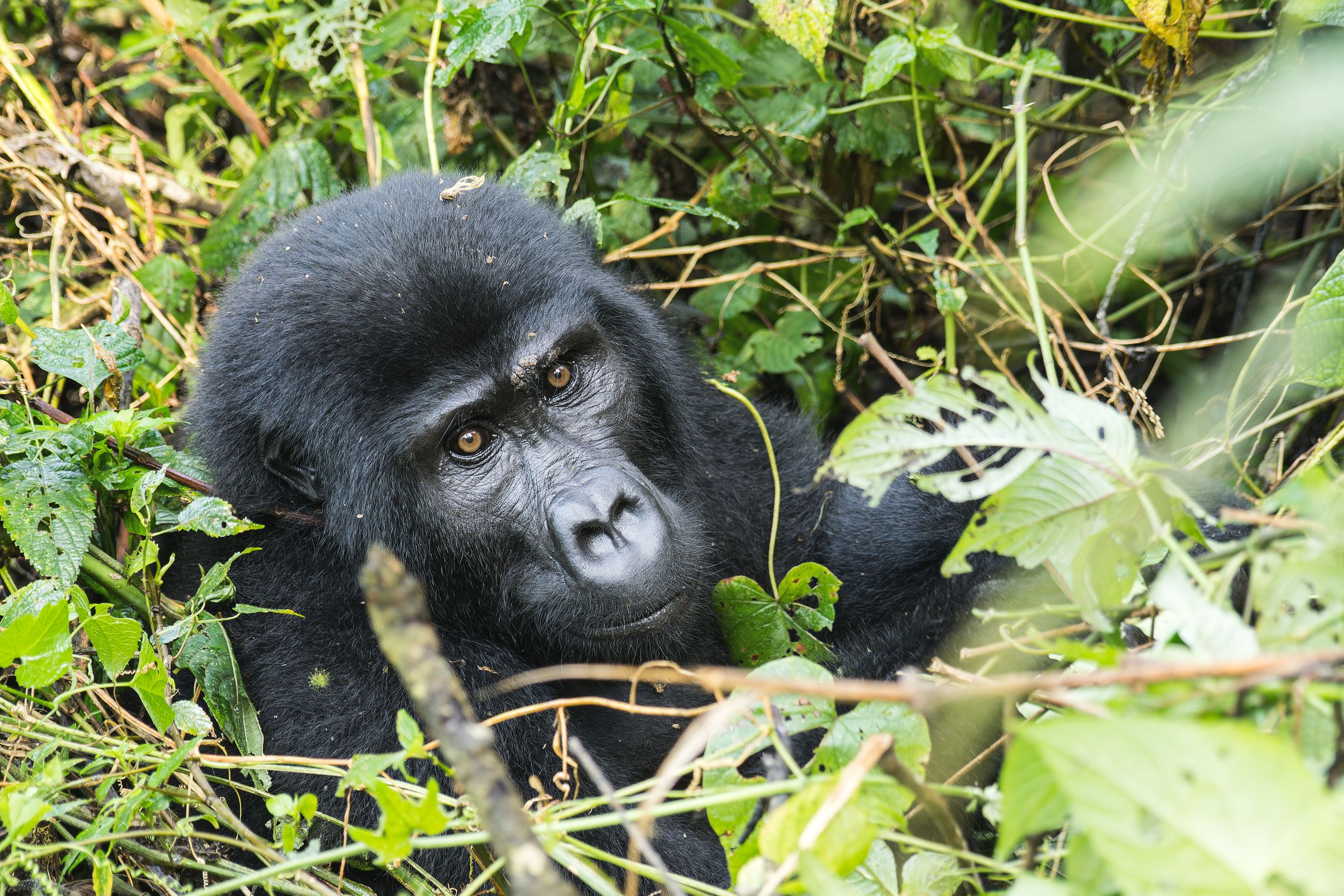 Uganda gorilla trekking cost