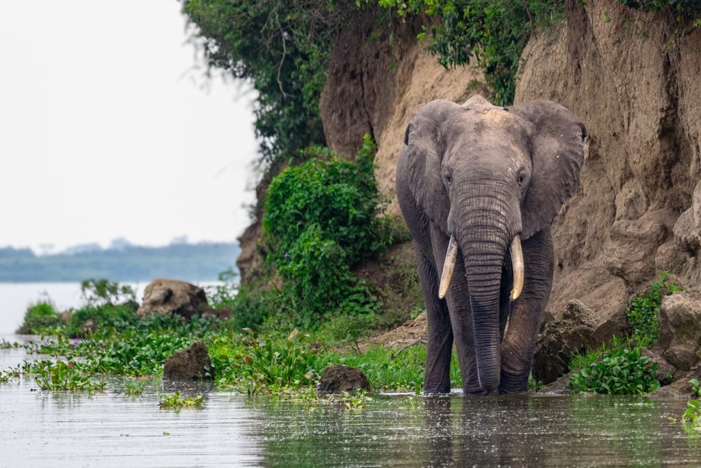 do I need travel insurance for Uganda