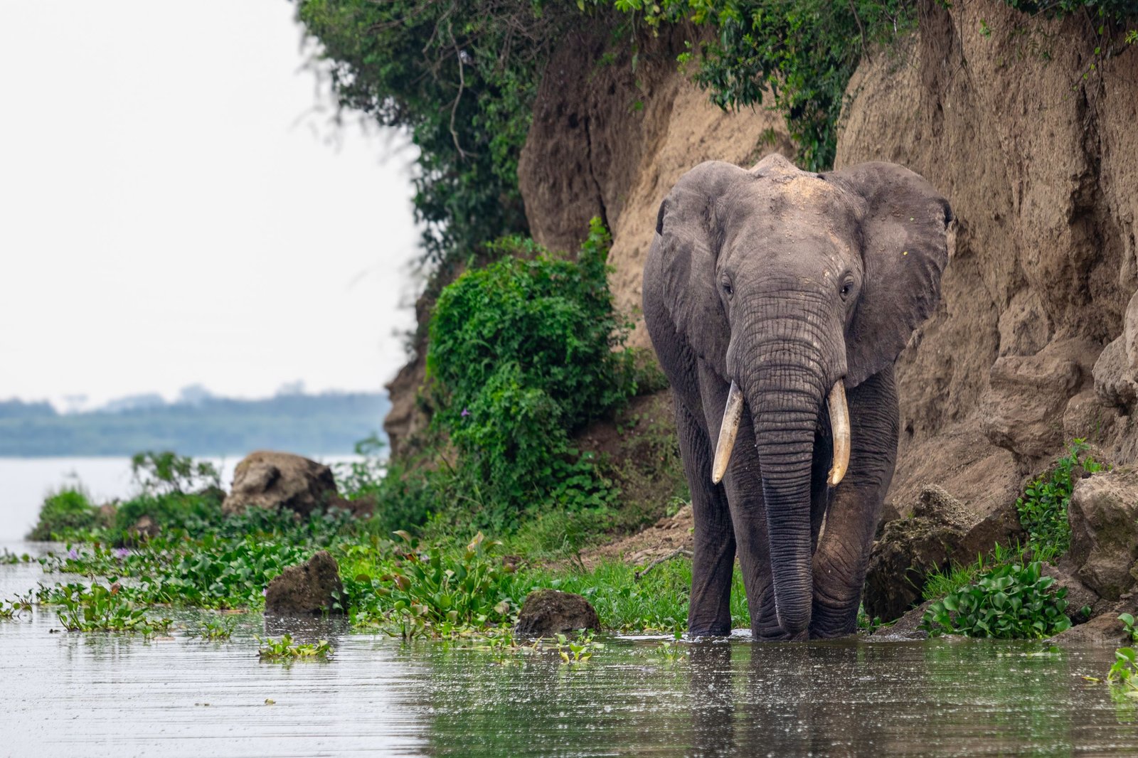 Uganda Gorilla Safari