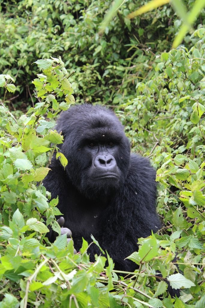 5 Days Uganda Safari from Kigali gorilla trekking Bwindi forest