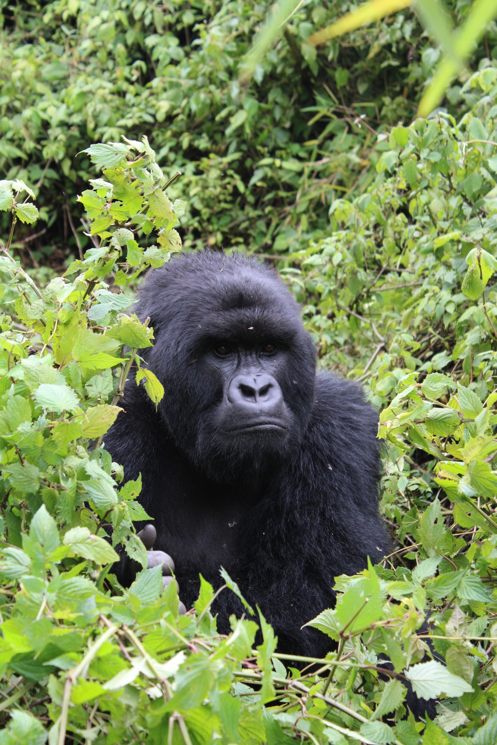 5 Days Uganda Safari from Kigali gorilla trekking Bwindi forest