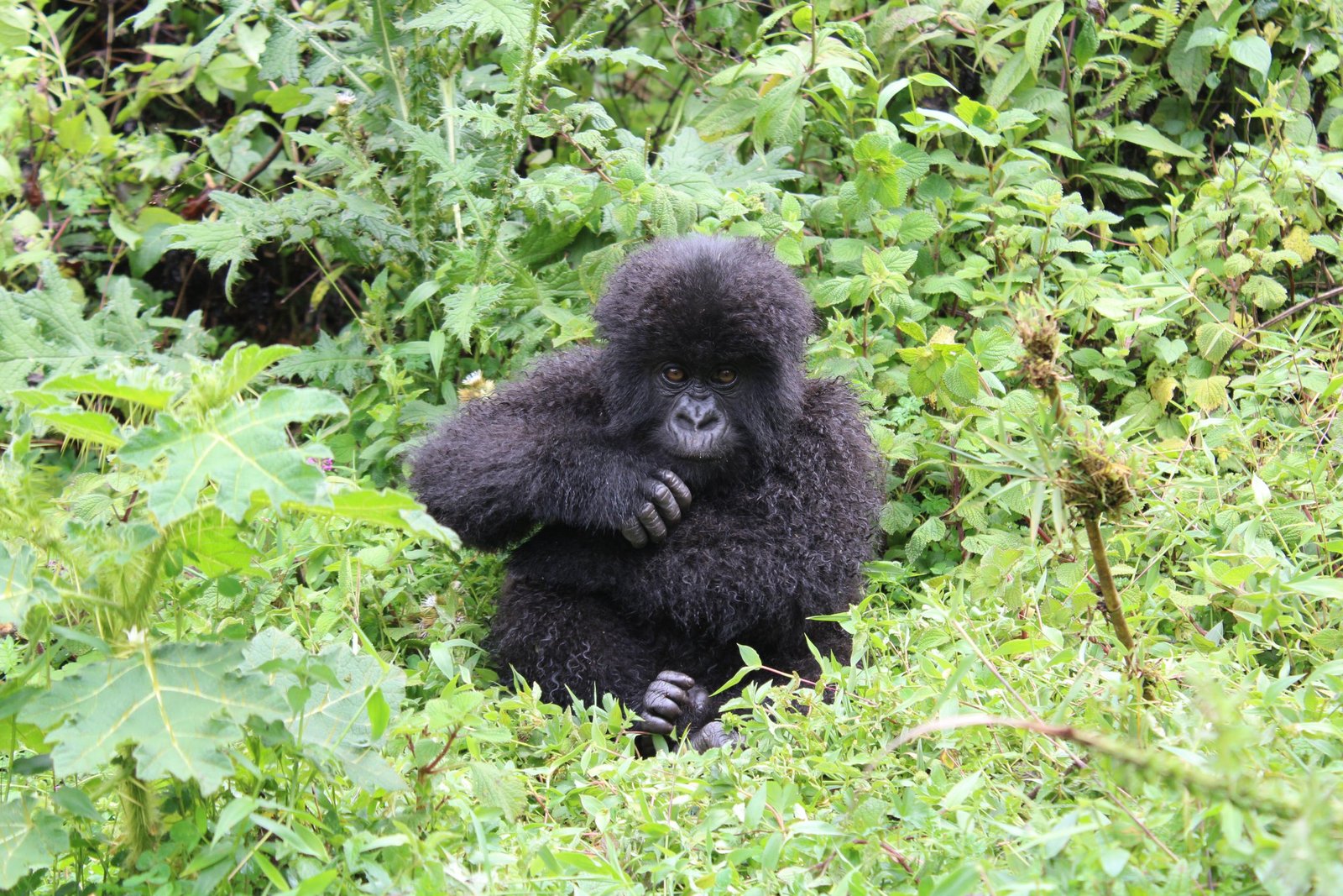 Gorilla trekking safaris Uganda