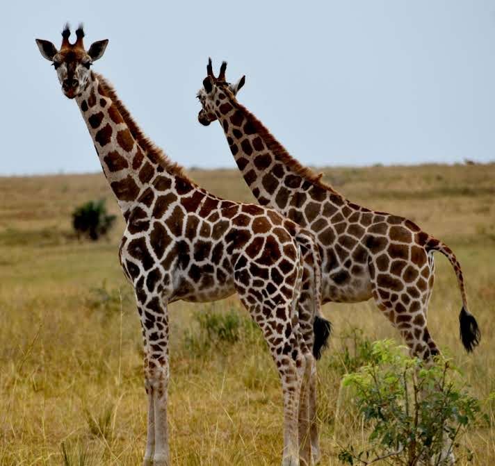 10 Day Uganda Gorilla Trekking Safari