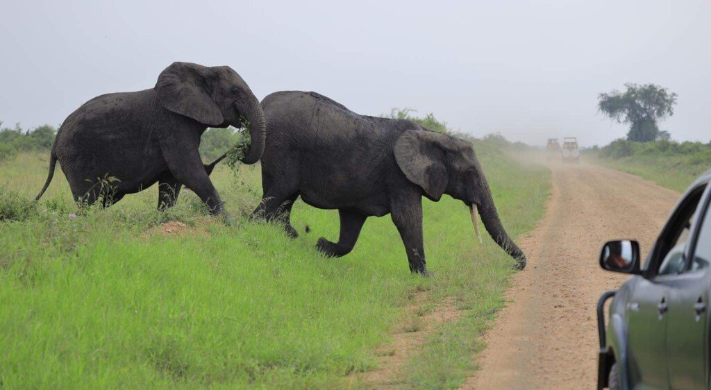 10 days in Uganda itinerary