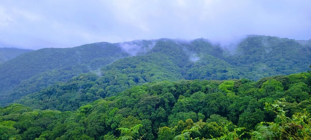 A misty forest of Bwindi Impenetrable National park