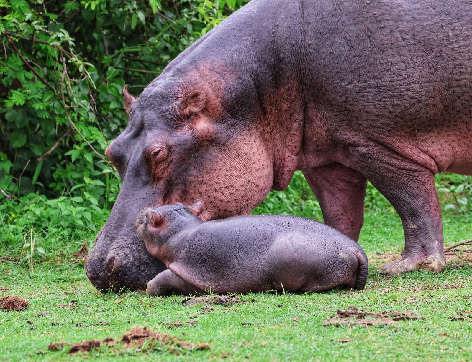 7-Day Uganda Itinerary