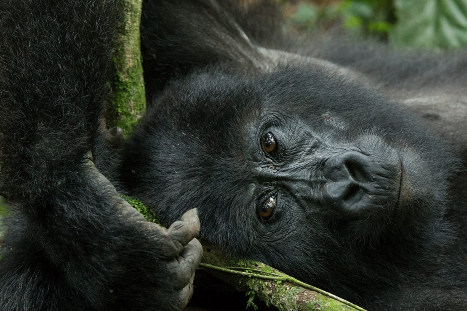 Best Family Safari Packages in Uganda