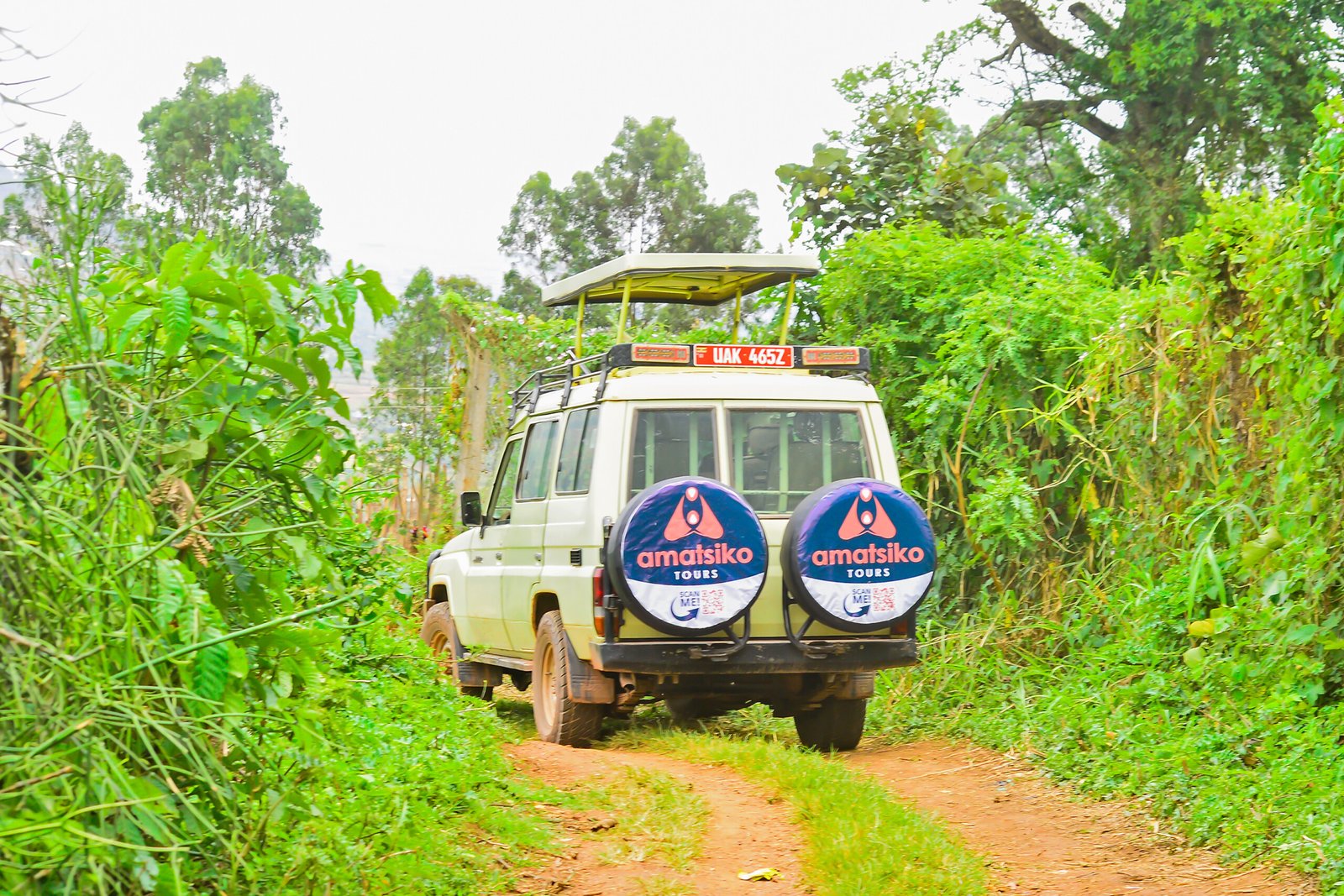 Gorilla Trekking Small Group Tours Uganda 2027