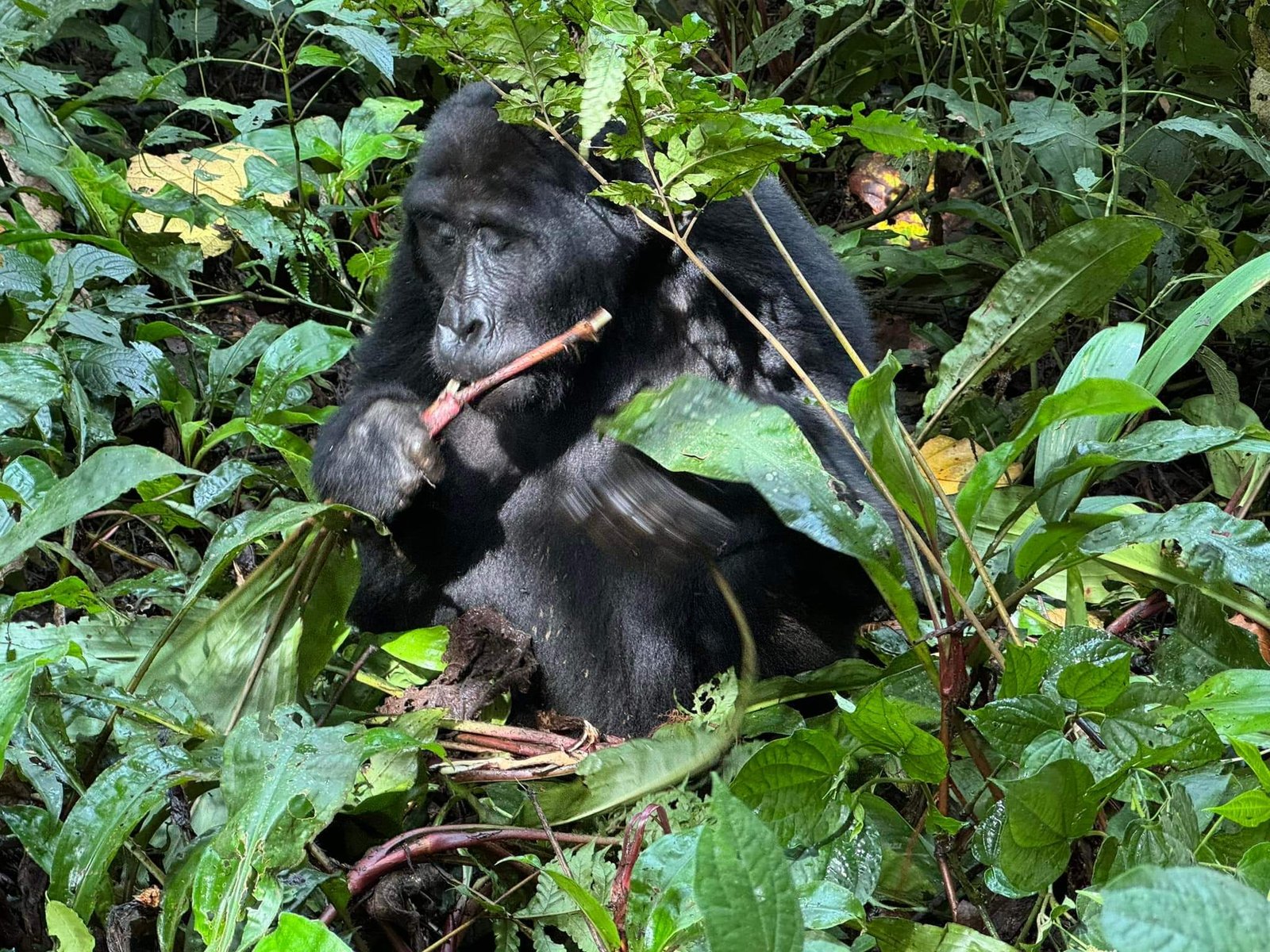 Gorilla trekking vs golden monkey tracking