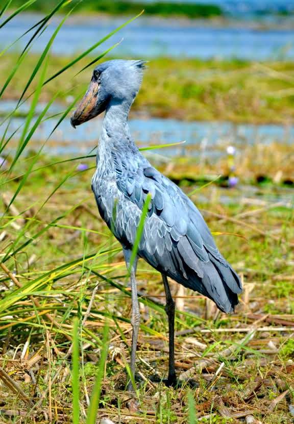 Rare shoebill stork seen on a guided Mabamba Swamp birdwatching tour near Entebbe, Uganda.