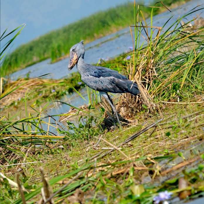 Rare shoebill stork seen on a guided Mabamba Swamp birdwatching tour near Entebbe, Uganda.