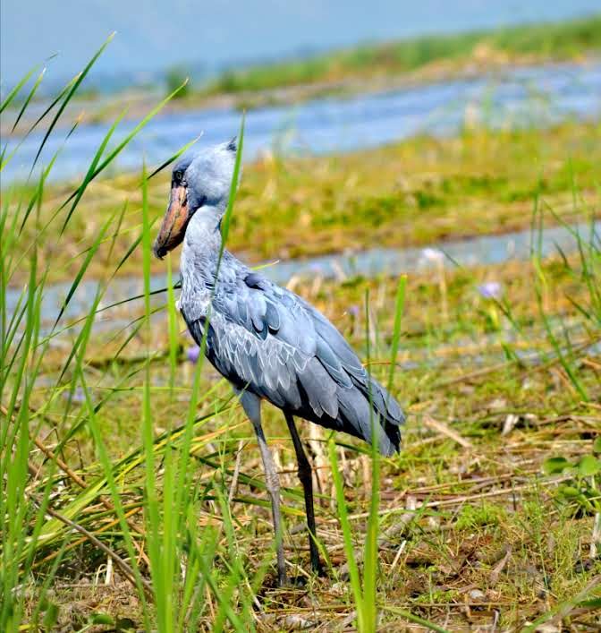 Shoebill bird in the wetlands of Mabamba Swamp, Uganda