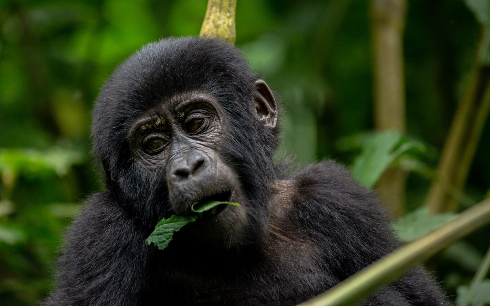Uganda Gorilla Safari
