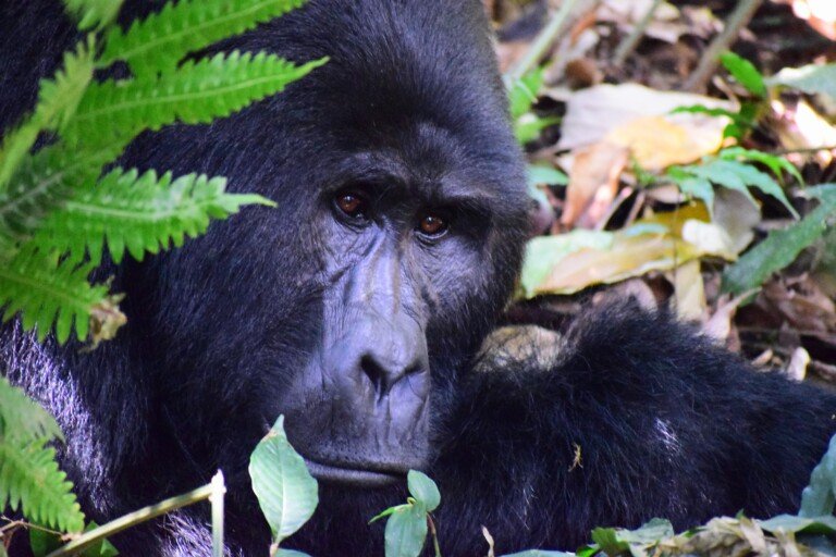 Uganda Gorilla Safari