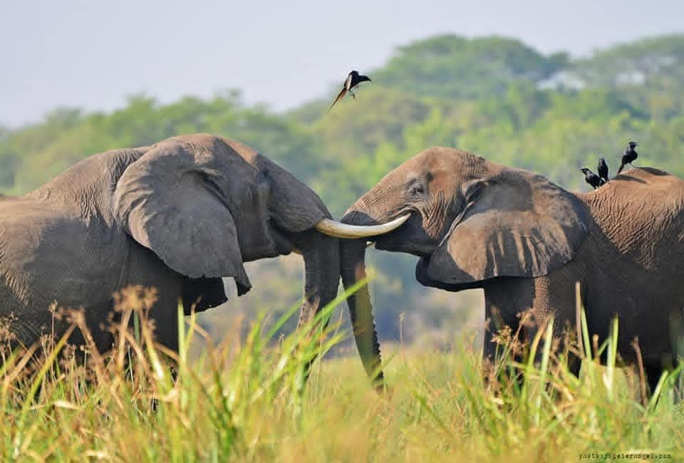 Uganda Safari Cost Breakdown