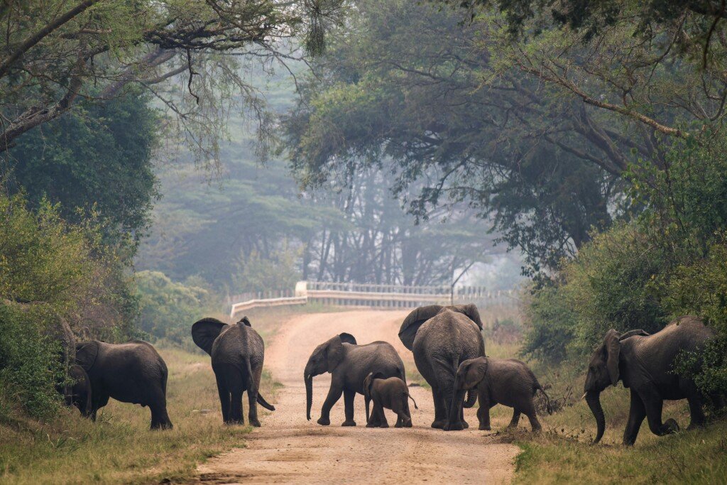 Uganda Safaris from Kigali
