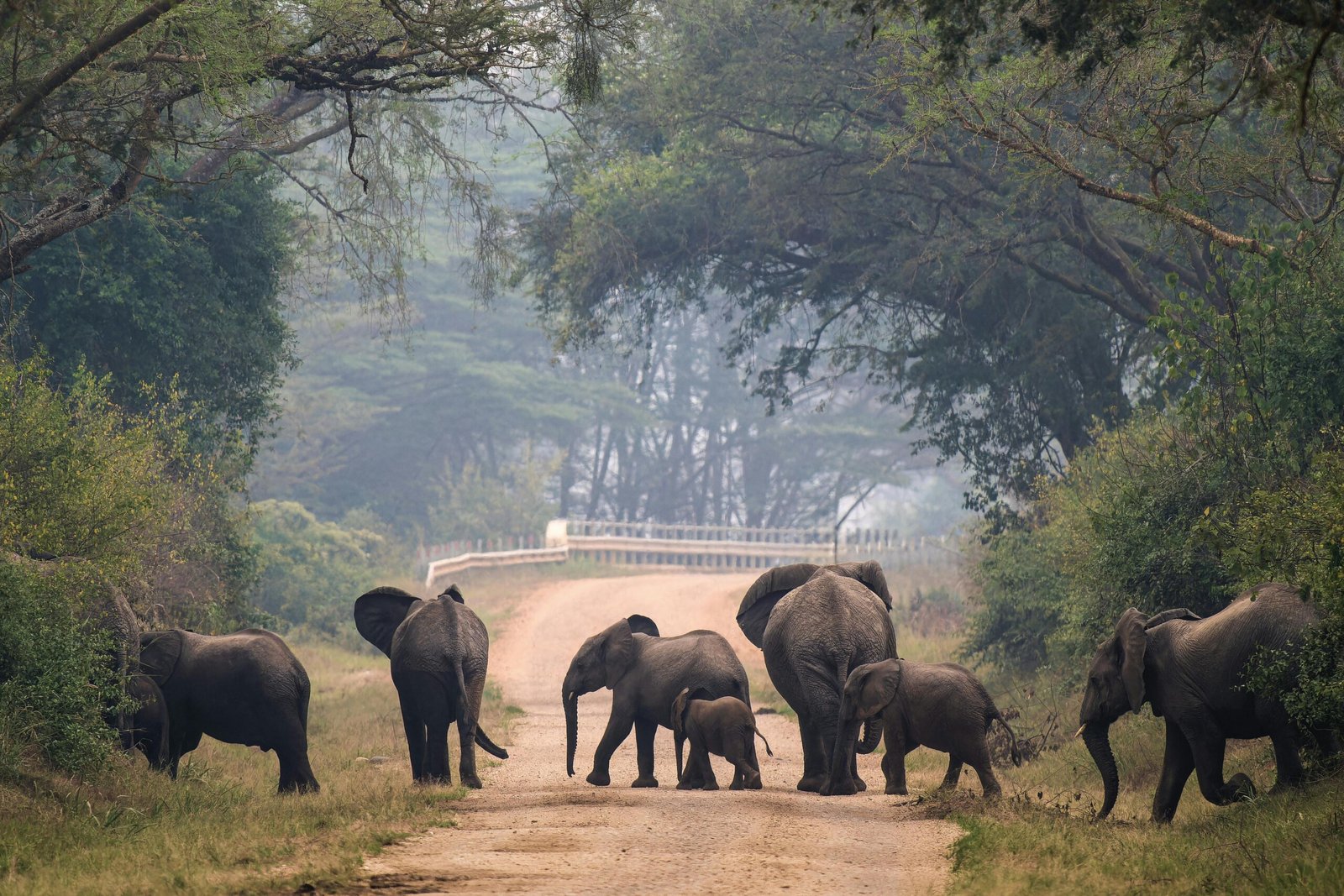 Uganda Safaris from Kigali