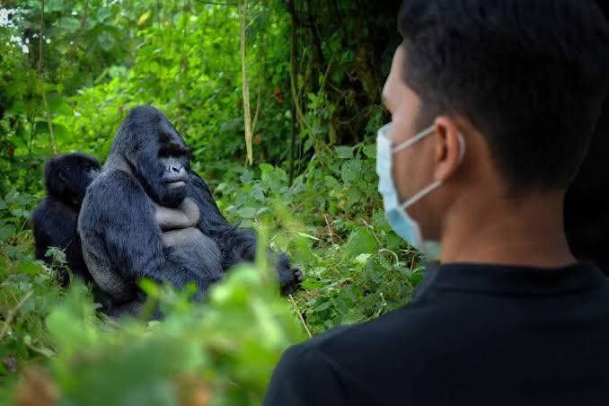 Uganda gorilla trekking tours from Kigali
