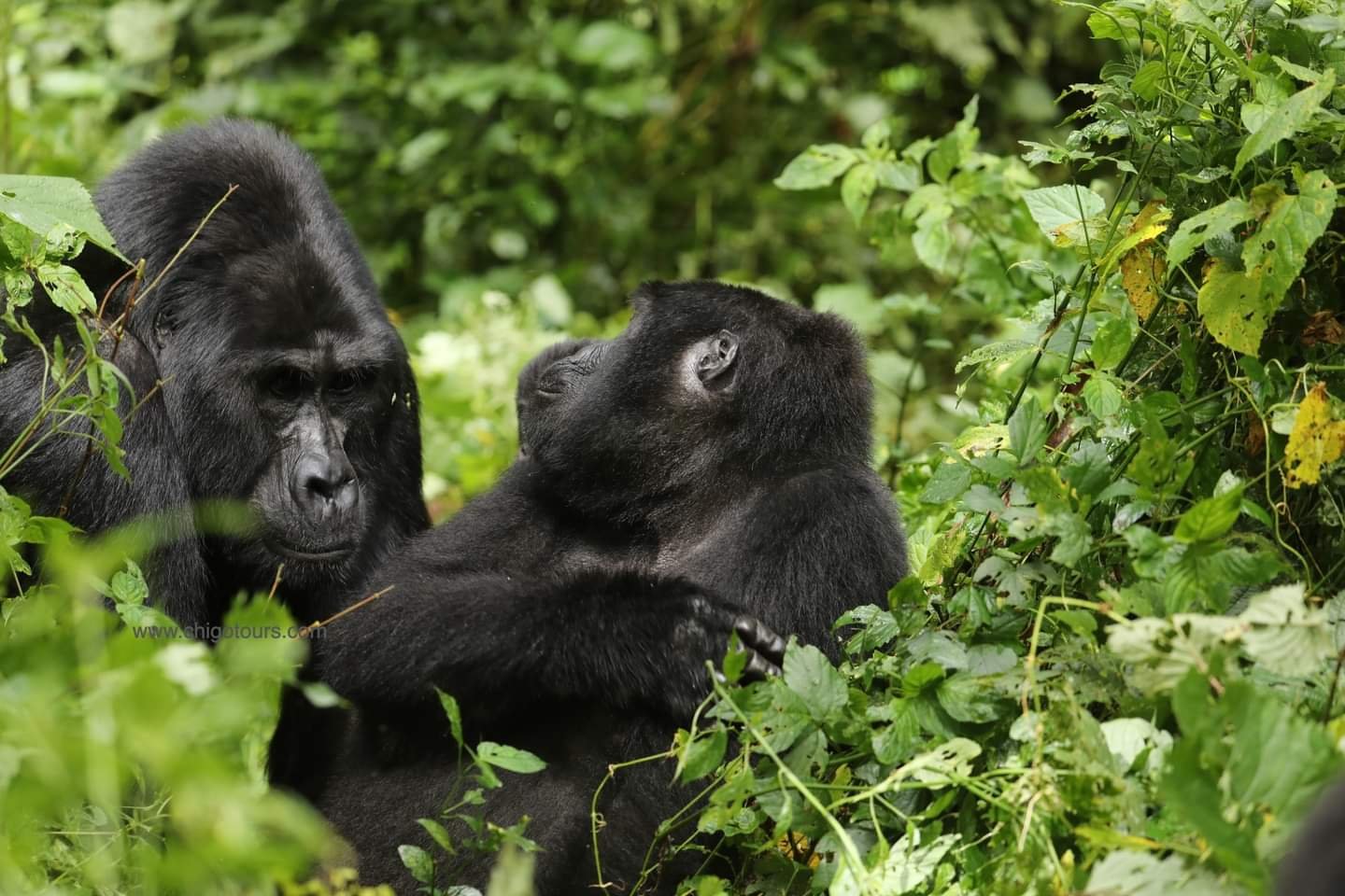 Wildlife holidays Uganda 2026 2027