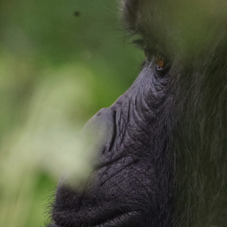 gorilla trekking permits in Kabale