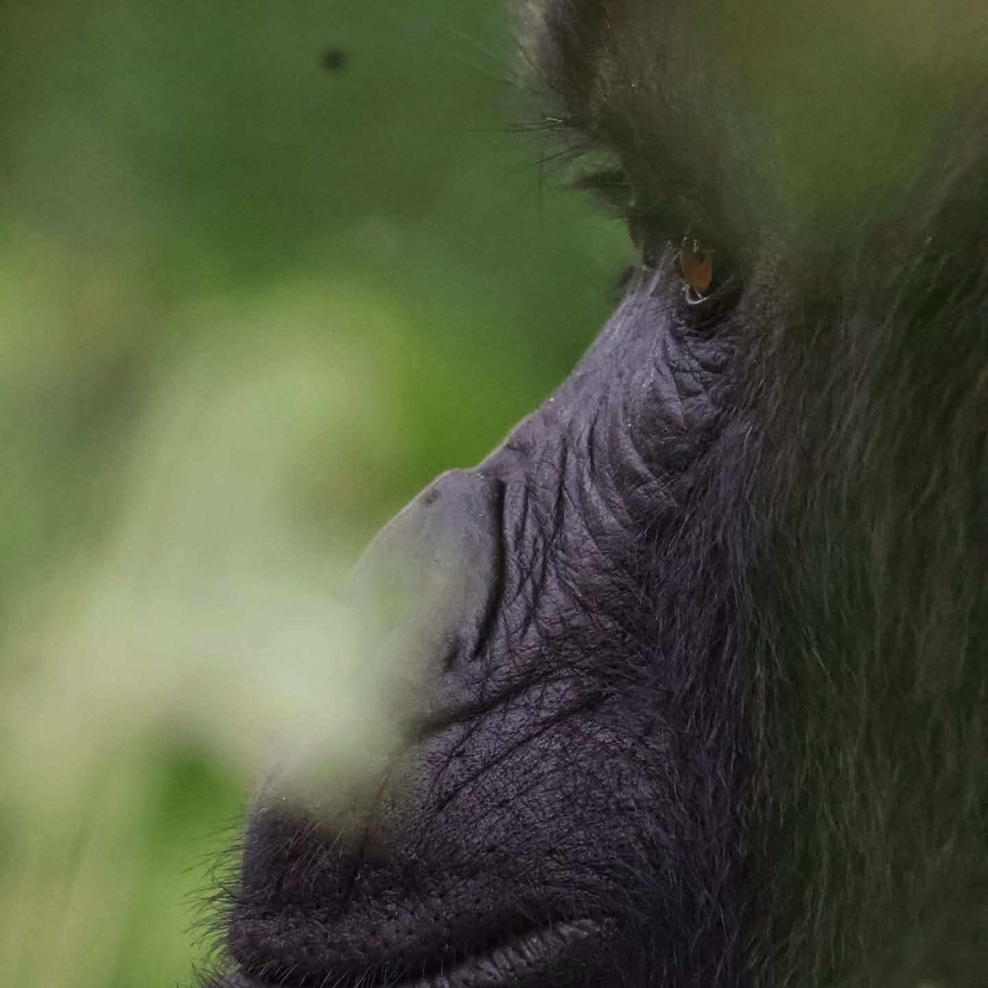 gorilla trekking permits in Kabale