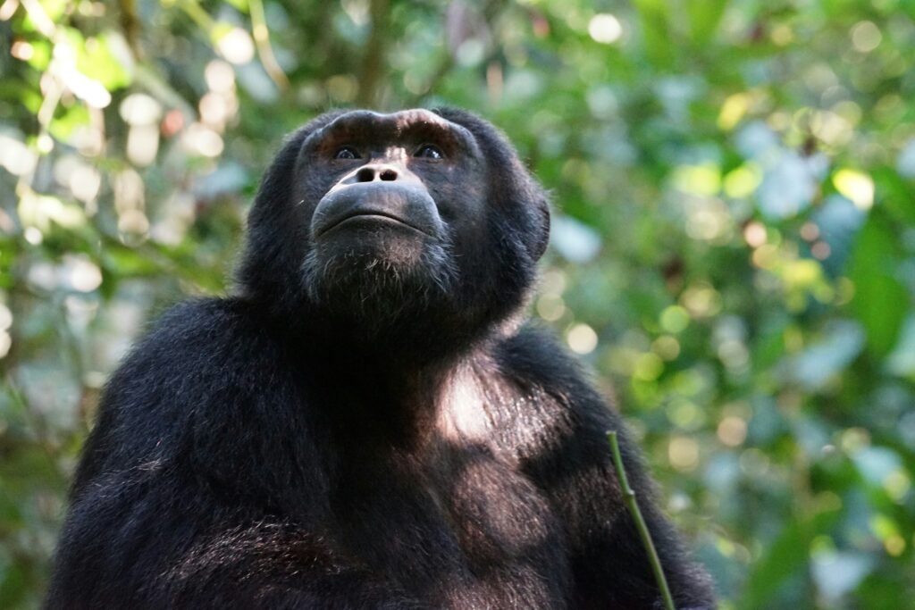 Chimpanzee Trekking Tours in Murchison